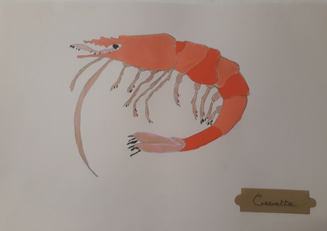 Portrait de crustacés -atelier jeune public - ouistreham - Côte de Nacre - Musartdit (9)