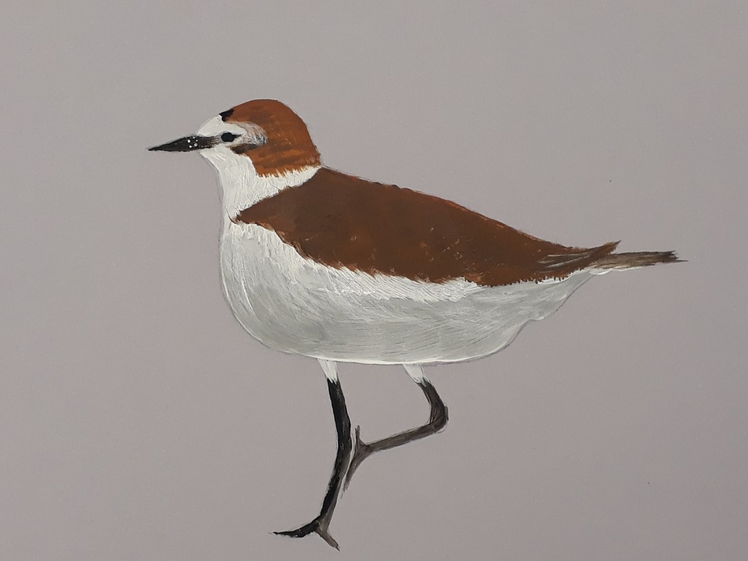 Portrait d'oiseaux - atelier adulte - villons-les-buissons - Musartdit (16)